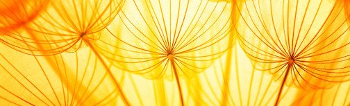 fotolia 59474042 subscription monthly m 989x - fotolia_59474042_subscription_monthly_m-989x300.jpg