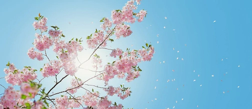 fruehling - fruehling_2.webp